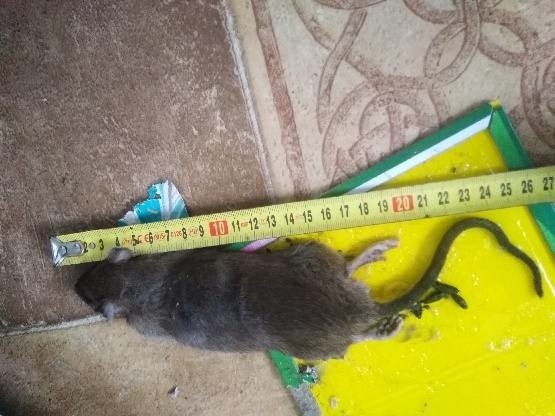 Gmina zajęła stanowisko wobec problemu ze szczurami w Wytownie