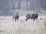Muflony zamieszkały w Małopolsce. Skąd się wzięły?