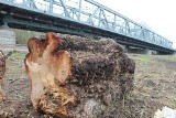 Toruń. Postępowanie RDOŚ w sprawie wycinek na Kępie Bazarowej zostało umorzone. Ekolodzy zapowiadają odwołanie