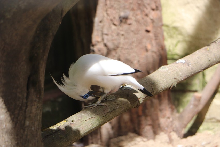 W gdańskim ZOO urodziły się wyjątkowo rzadkie ptaki! Chodzi o szpaki balijskie. ZDJĘCIA