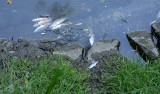 Upusty denne wessały setki ryb na zaporze w Otmuchowie! 