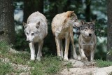 Wataha wilków nagrana w lesie koło Białogardu. Jak często można je spotkać w naszych lasach? [WIDEO]