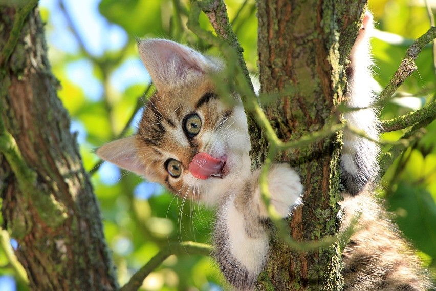Kotek na drzewie...