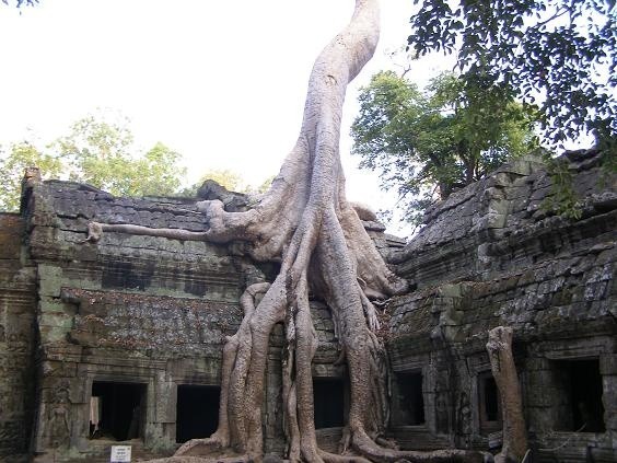 Ta Prohm, świątynia zespołu Angkor. Siła i potęga dżungli.