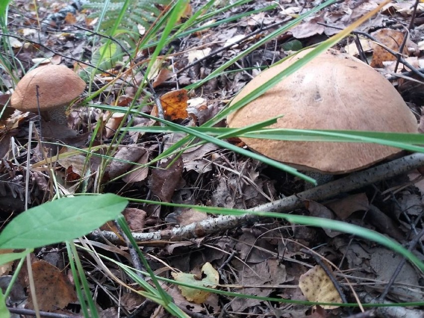 W lasach pod Sieradzem rosną taaaakie grzyby! Sprawdźcie gdzie - ZDJĘCIA