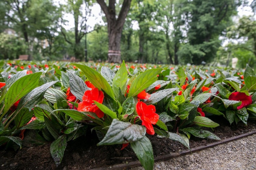 Park Krakowski po remoncie wygląda znakomicie. Zobacz EFEKT...