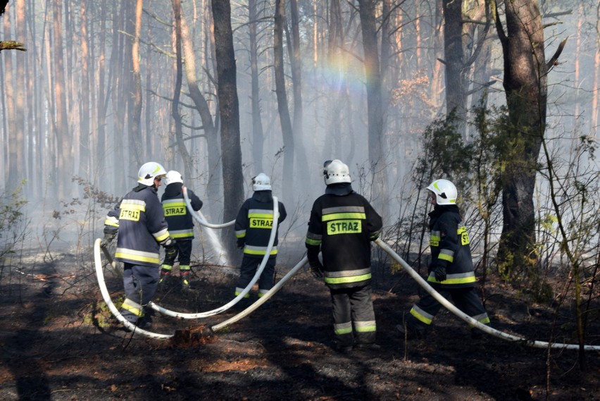 Znów słup dymu widoczny na wiele kilometrów! Pali się las i suche trawy w miejscowości Suków Papiernia. Strażacy w akcji [WIDEO, ZDJĘCIA]