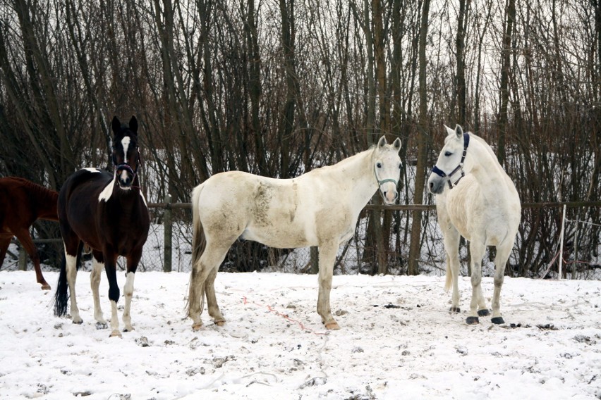 Klub jeździecki zniknie znad Bystrzycy. Konie idą pod młotek