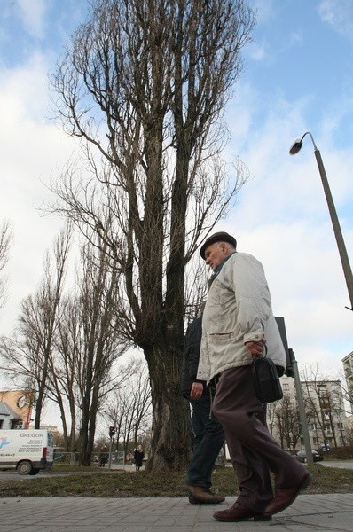 Kielczanin twierdzi, że topole rosnące przy skrzyżowaniu ulic Jagiellońskiej i Piekoszowskiej, zagrażają bezpieczeństwu przechodniów.