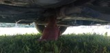 Gołąb zaklinowany w podwoziu samochodu. Nietypowa interwencja Ochotniczej Straży Pożarnej w Wilczopolu