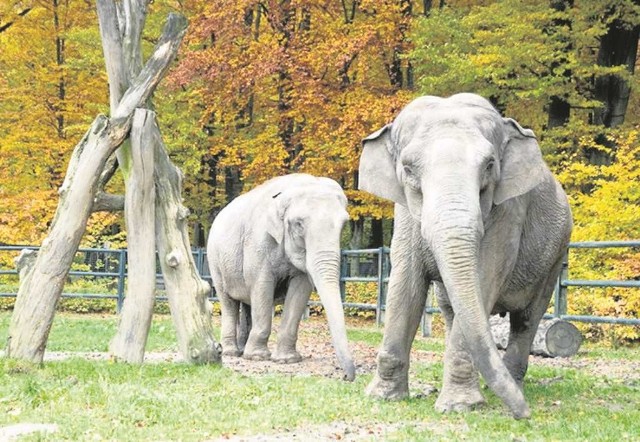 Słonie jesienią i zimą chętnie korzystają z wybiegu