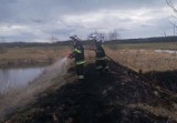 Powiat ostrołęcki. Wypalanie traw. We wtorek 14.04.2020 strażacy wyjeżdżali do nich trzykrotnie. Zdjęcia