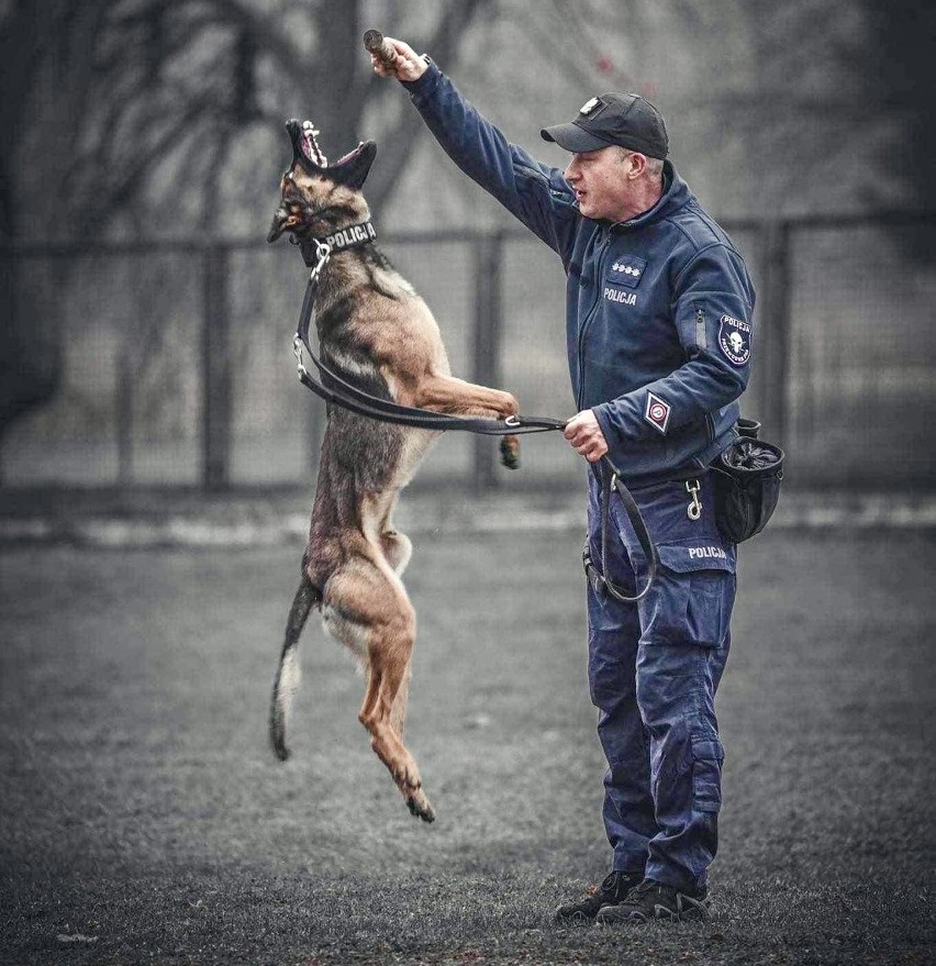 Nowy funkcjonariusz sosnowieckiej policji na czterech łapach. Przywitajcie Sago 