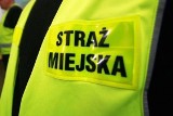 12 godzin na drzewie. Straż miejska ratowała kota