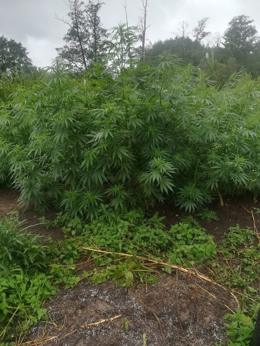 Policjanci odkryli w Łodzi i Zgierzu dwie gigantyczne plantacje marihuany, krzaki skonfiskowano