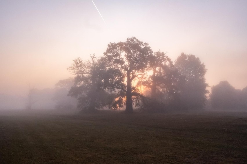 Dęby Rogalińskie to jeden z najciekawszych pomników przyrody...