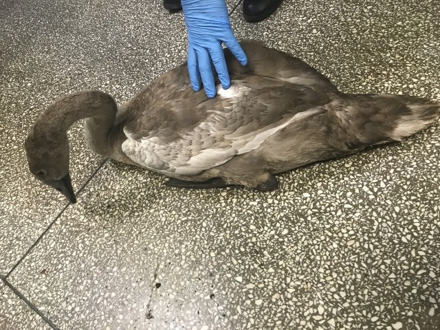 Eko-patrol po odłowieniu rannego ptaka przewiózł go do kliniki weterynaryjnej.