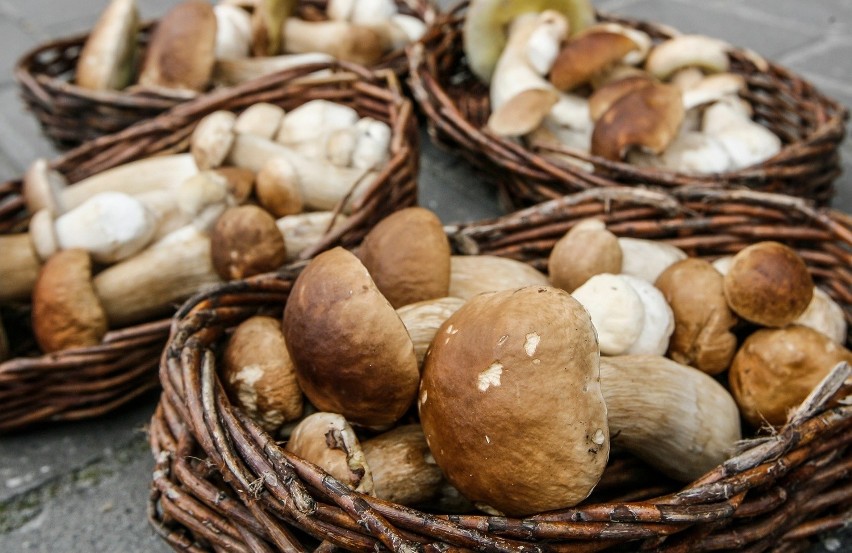 Grzybiarze z tych okolic informują, że 20-30 grzybów w ciągu...