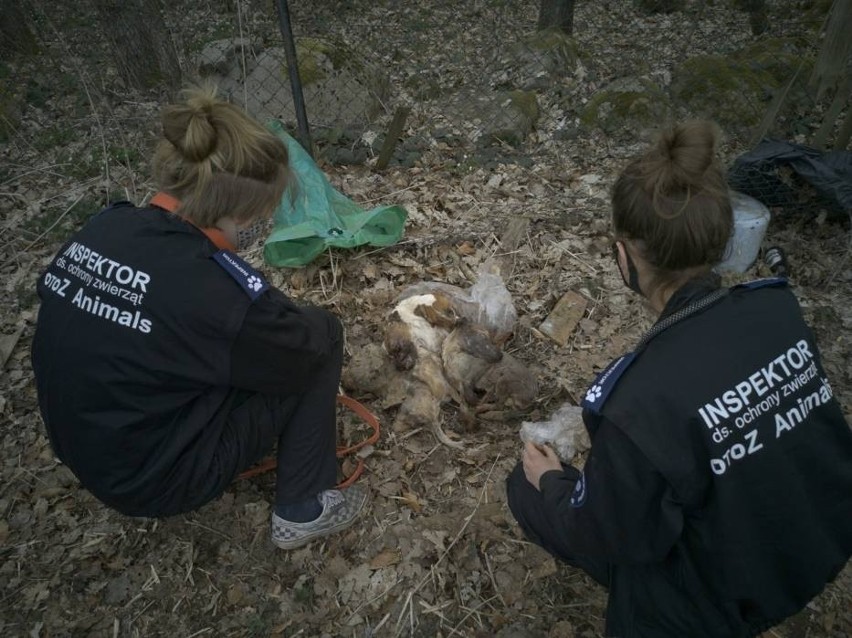 Podejrzani w sprawie pseudohodowli w Starej Hucie na wolności. Sąd zamienił areszt na poręczenie majątkowe