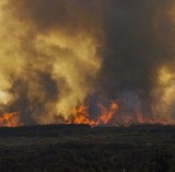 Pożar lasu w Kędzierzynie-Koźlu