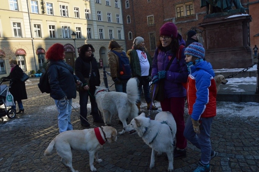 24. Finał WOŚP we Wrocławiu. Kwestują właściciele psów rasy...