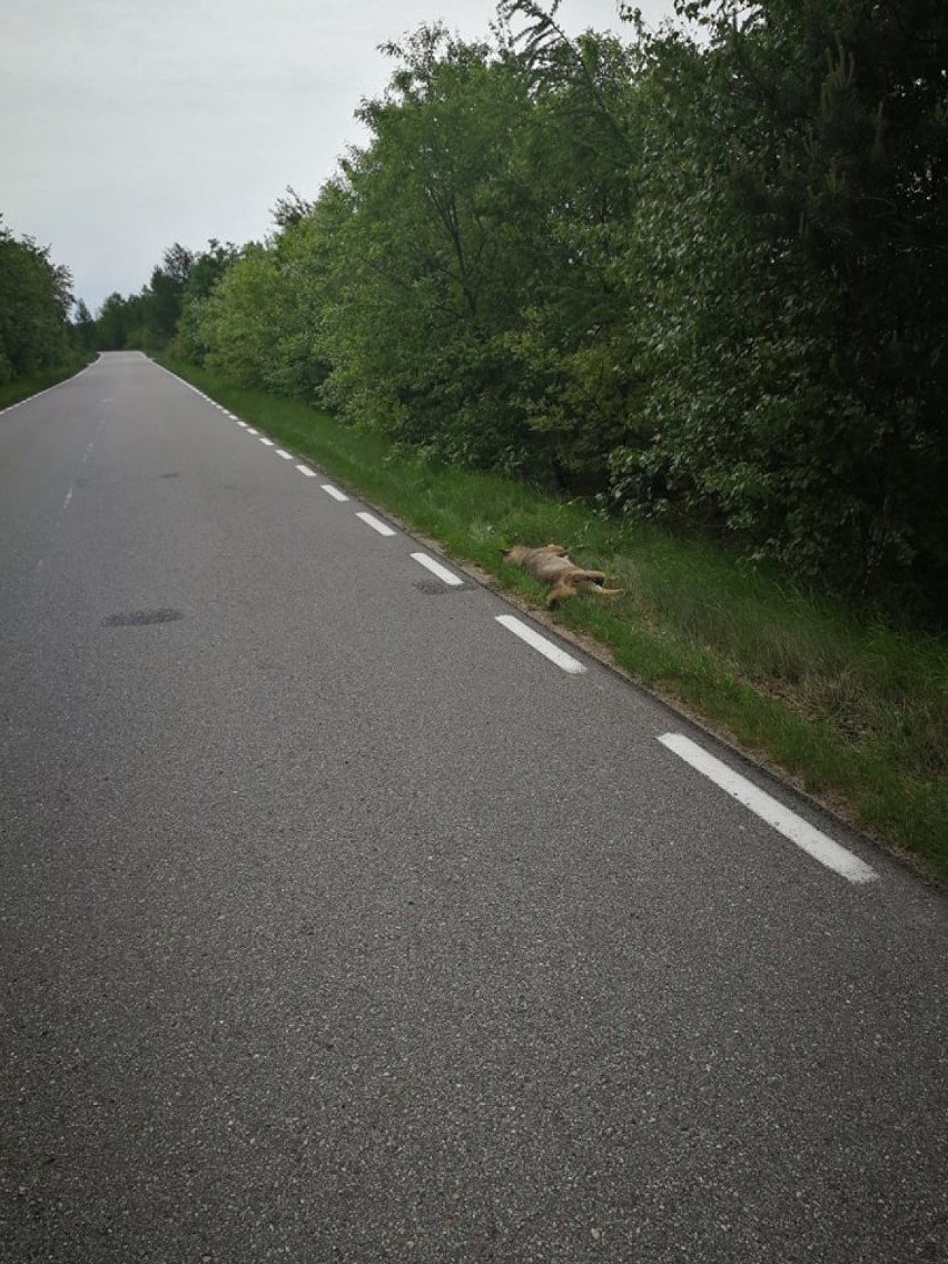 W gminie Koczała potrącono młoda wilczycę. Wilczyca leżała na drodze między Łękinią a miejscowością Przeradź