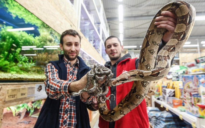 Dwadzieścia jeden boa urodziło się w CH Majster w Rzeszowie.