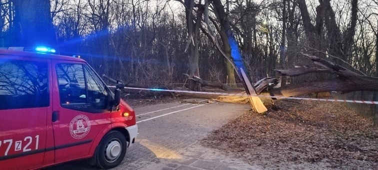 Wichura w Koszalinie i regionie. Połamane drzewa, przerwy w dostawie prądu. W środę znów powieje [ZDJĘCIA]