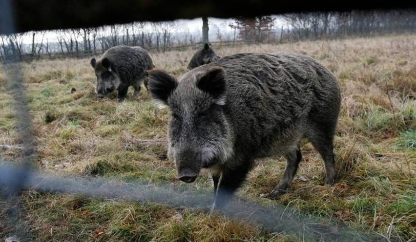 Masowy odstrzał dzików: resort zachęca myśliwych, naukowcy biją na alarm