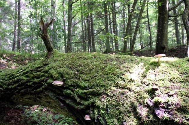 Puszcza Białowieska