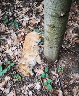 W lesie znaleziono martwego psa ze sznurkiem na szyi. Policja szuka sprawcy [DRASTYCZNE ZDJĘCIA]