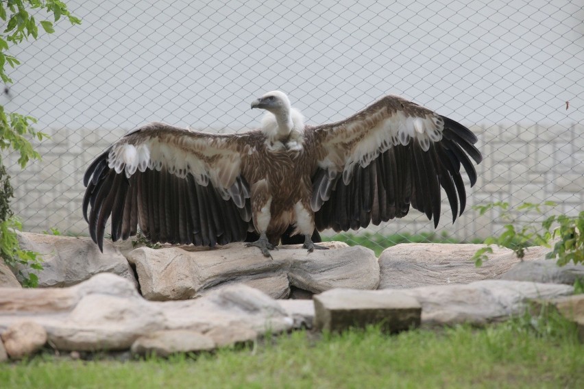 W łódzkim zoo mieszka sześć sępów