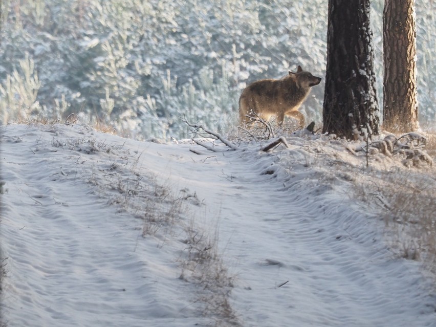 Tego wilka leśnik sfotografował na terenie soleckiego...