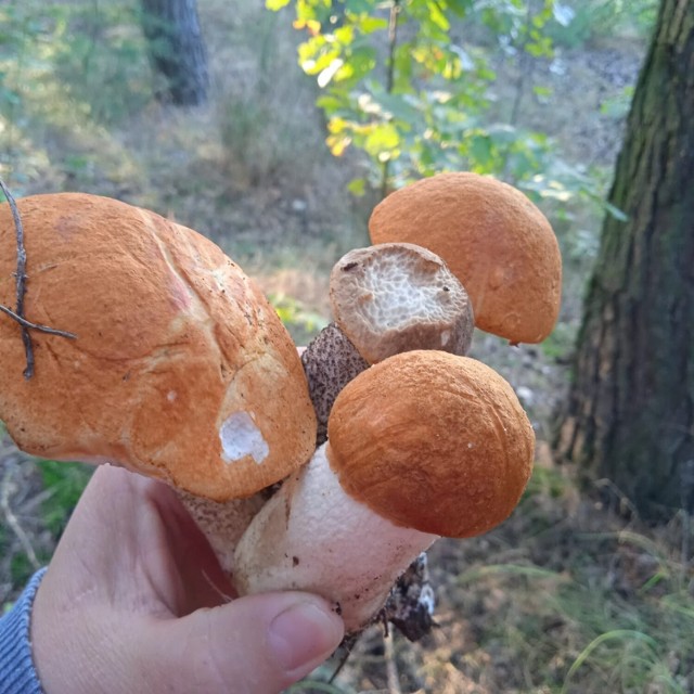 Gdzie na grzyby w Łodzi i okolicach? Lasy województw łódzkiego w zeszłym roku były pełne grzybów i rozradowanych grzybiarzy! Zobacz zdjęcia grzybów z okolic Poddębic, Sieradza i Bełchatowa!