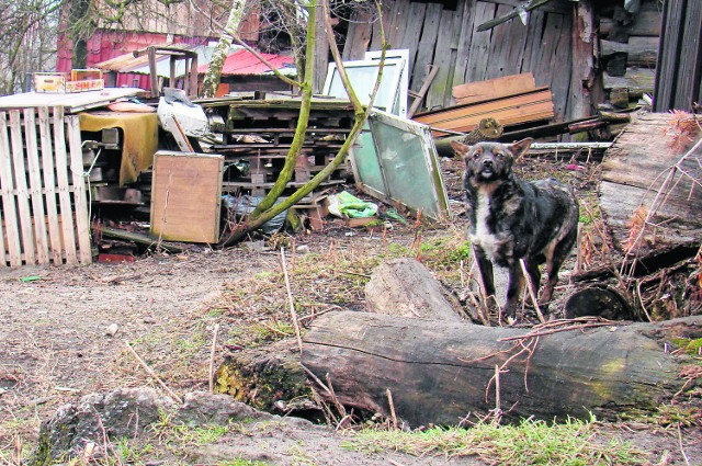 W takich warunkach żyły w lutym psy przy ul. Batorego. Dziś rodzina teren uporządkowała, ale zwierzęta wciąż tam mieszkają.