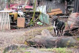 Limanowa. Powiększa się sfora psów zamieszkujących opuszczony dom
