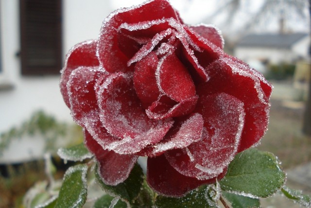 Podstawowym przygotowaniem do zimy róż jest kopczykowanie. Ale niektóre typy róż wymagają dodatkowego zabezpieczenia.