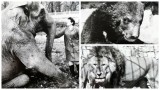Słoń Taruka, hipopotam Fredzio. Archiwalne zdjęcia z zoo w Opolu przywołują tyle wspomnień!