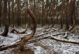 Wycinka w Krzywym Lesie pod Szczecinem. Internauta: Wygląda to strasznie. Leśnicy uspokajają - 22.01.2021