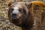 Nowe Zoo: Niedźwiedzie z Braniewa już w Poznaniu