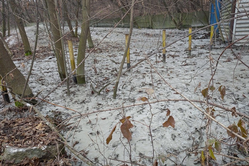 Kraków. Niszczenie przyrody przy ul. Portowej. Zieleń zalana betonem [ZDJĘCIA]