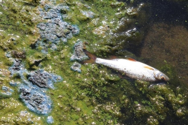 Sprawę śniętych ryb w Odrze bada już prokuratura. Śledczy mają ustalić, czy doszło do celowego zatrucia wody w rzece