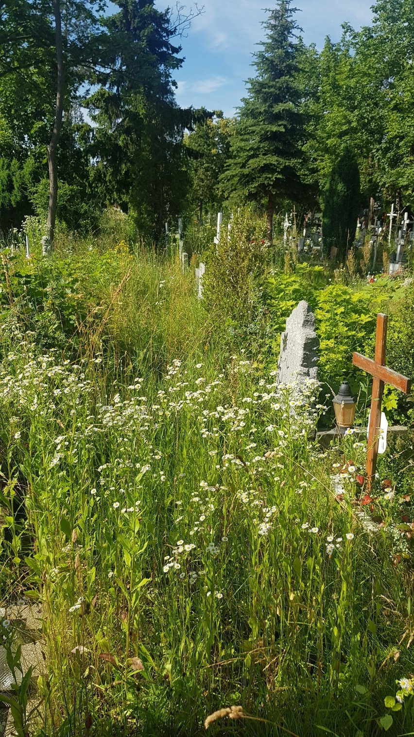 Groby dzieci na cmentarzu Świętej Rodziny zarośnięte. Parafia nie ma pieniędzy