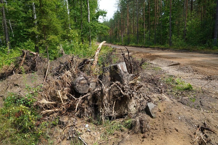 Tak wyglądają wycinki obok drogi do Olmont.