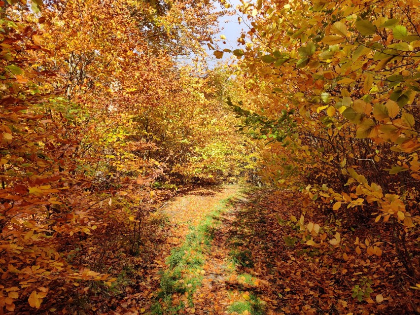 Złote lasy podczas gdyńskiej jesieni! Trójmiejski Park Krajobrazowy pięknieje! ZDJĘCIA