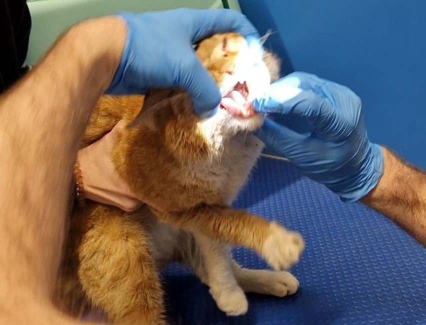 Bestialsko potraktowany kot Elvis z Dębicy po operacji. Nagroda za wskazanie sprawcy ciągle rośnie! [ZDJĘCIA]