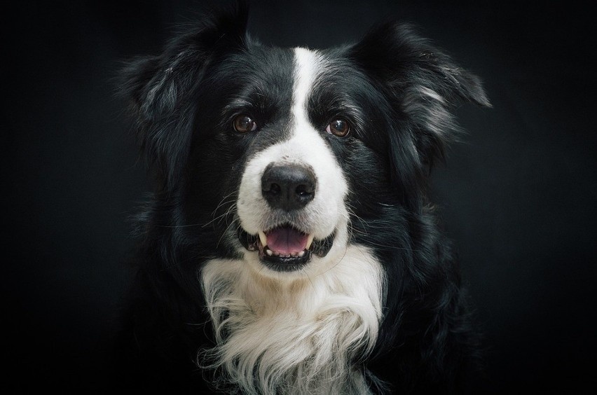 Tragedia hodowcy pod Szumperkiem. Spłonęło sześć border collie