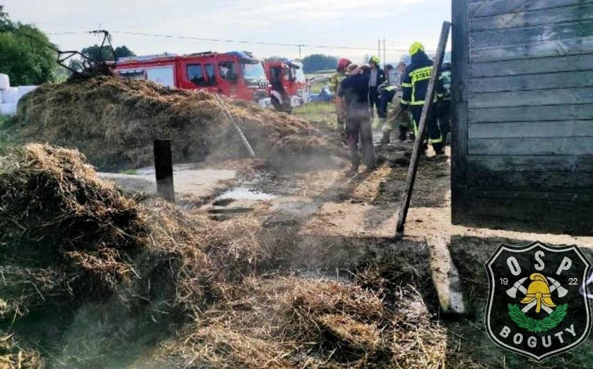 Kunin-Zamek. Jałówki wpadły do szamba przy oborze. Do zdarzenia doszło 3.08.2022. Interweniowali strażacy 