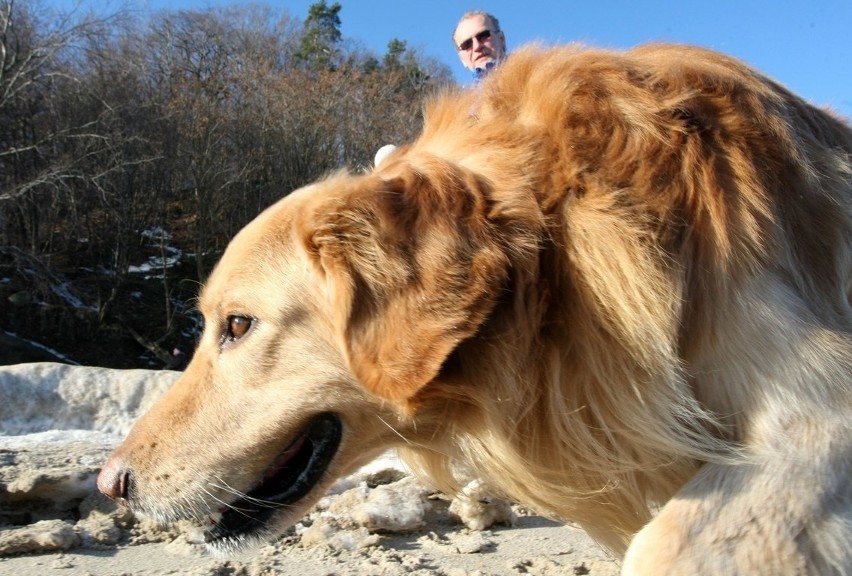 Pomorski Puchar Dogtrekkingu w Gdyni. Psy i ich właściciele maszerowali Polanką Redłowską [ZDJĘCIA]