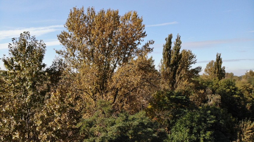 W śląskich parkach pojawiają się już barwy jesieni.